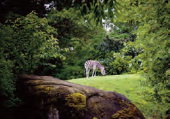 Fall 2009 The Emerald City Seattle Zoo Seattle Zoo