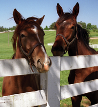 Lex-Horses-At_Fence.David-Ohmer.png Horses at fence