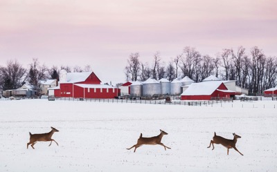 Deer.jpg Deer