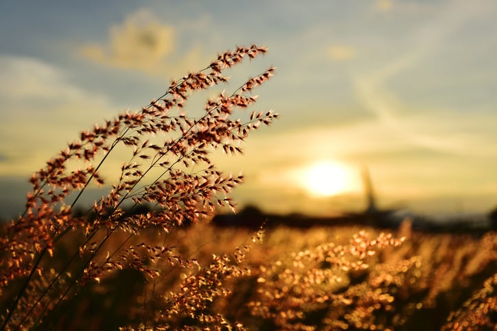 grass flower